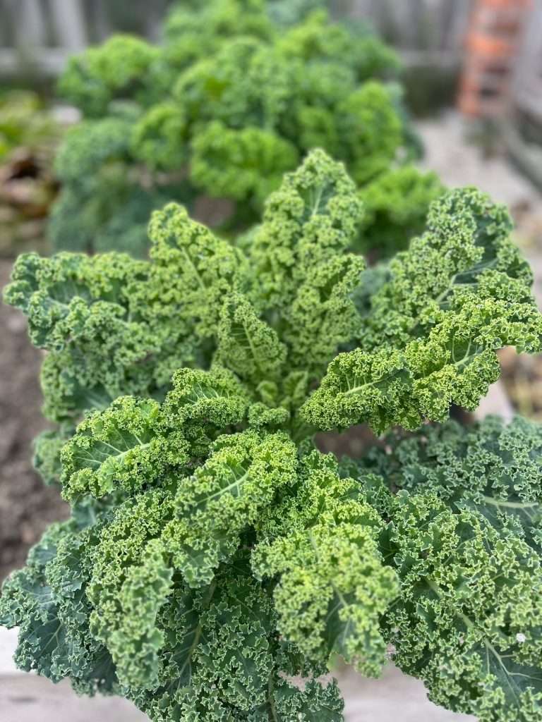 The Crispiest and Healthiest Kale Chips kale chips