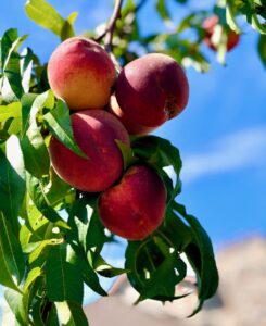 Best Tips for Buying and Canning Local Peaches Just Crumbs Blog by Suzie Durigon