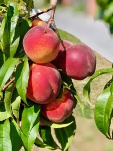 How to Make the Most of Juicy Local Peaches Just Crumbs Blog by Suzie Duringon