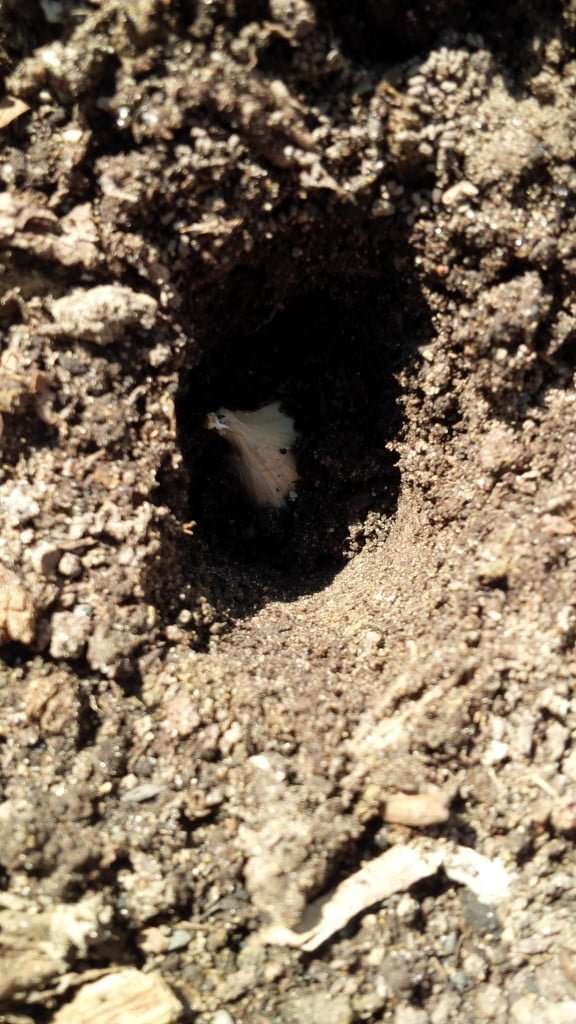how to plant garlic