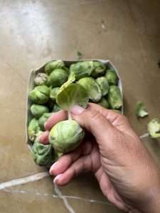 how to prep brussel sprouts