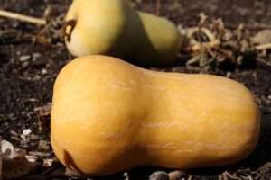 how to roast a squash