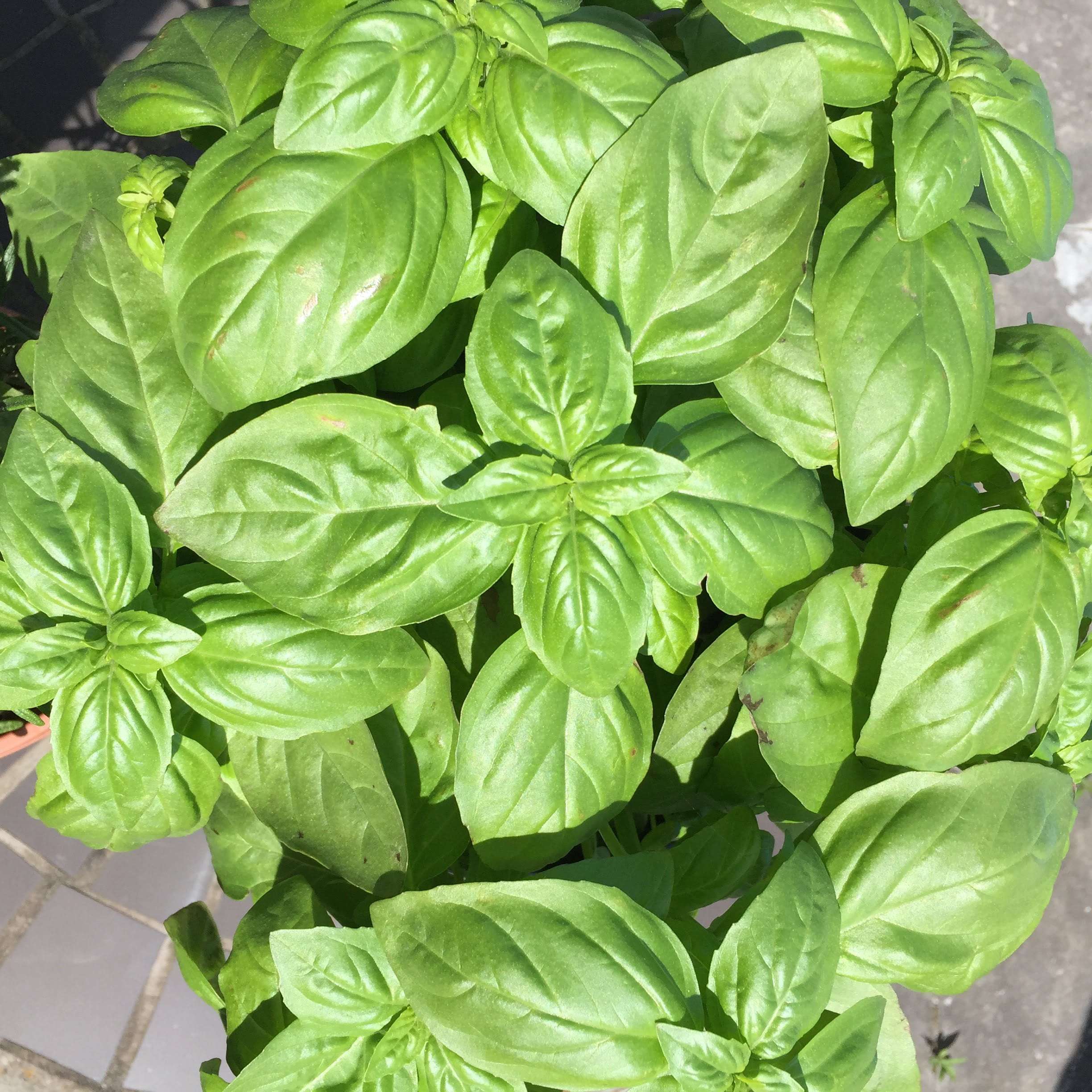 Basil Pesto: Pesto alla Genovese