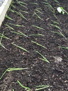 What I'm Growing in 2017: Home Gardening 101 Just Crumbs Blog by Suzie Durigon