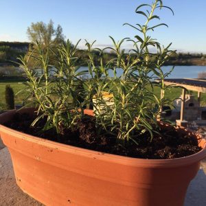 What I'm Growing in 2017: Home Gardening 101 Just Crumbs Blog by Suzie Durigon