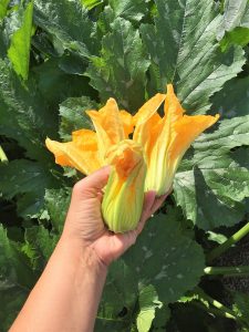 A Healthier Way to Stuff Your Zucchini Flowers Just Crumbs Blog by Suzie Durigon