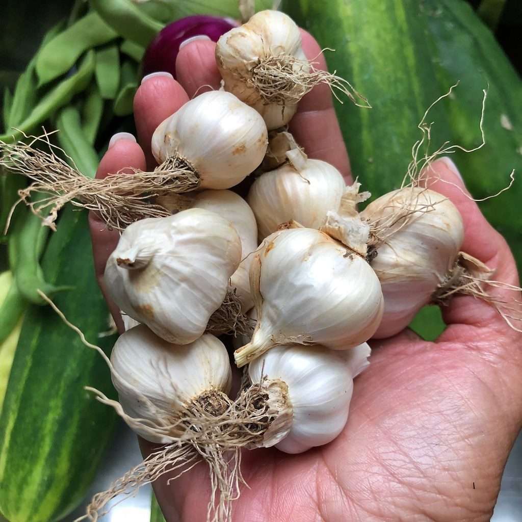 garlic