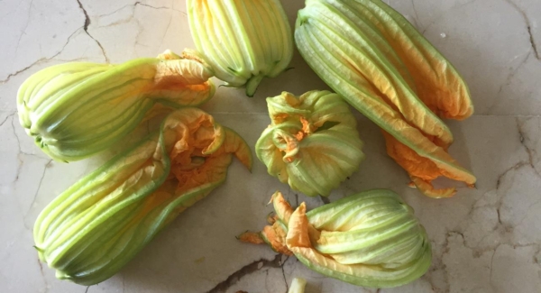 How to Pick Zucchini Flowers in the Garden
