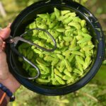 How to Make Pickled Spruce Tips
