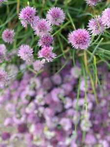 How To Make Chive Blossom Vinegar Just Crumbs Blog by Suzie Duringon