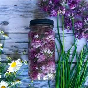 How To Make Chive Blossom Vinegar How To Make Chive Blossom Vinegar