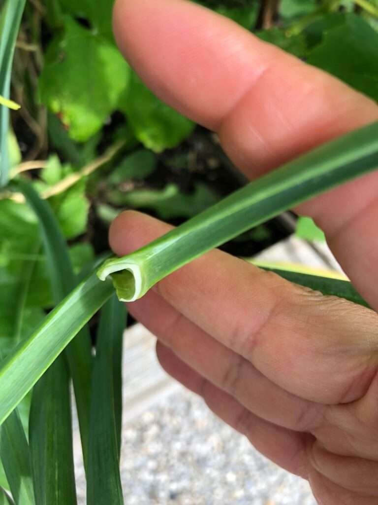 Everything You Always Wanted to Know About Garlic Scapes