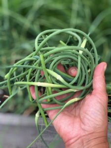 Everything You Always Wanted to Know About Garlic Scapes