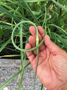 Everything You Always Wanted to Know About Garlic Scapes