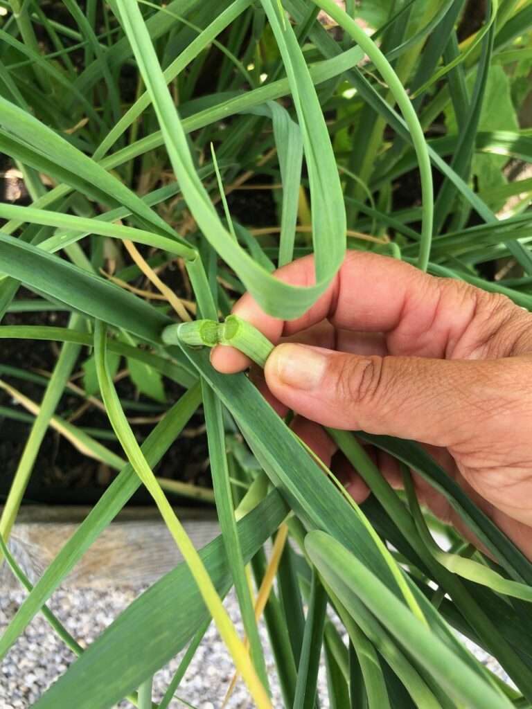 Everything You Always Wanted to Know About Garlic Scapes