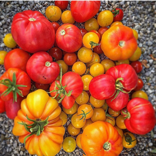 make the most of your garden tomatoes
