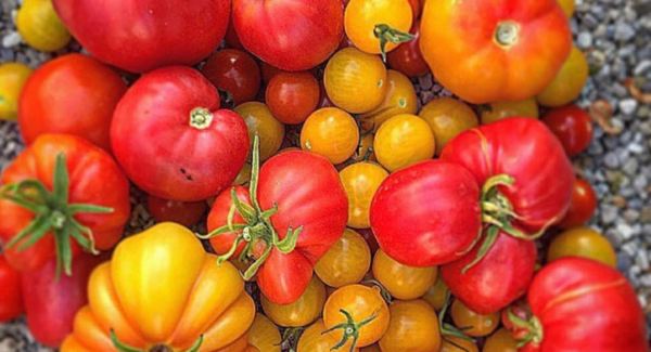 14 Ways to Make the Most of Your Garden Tomatoes