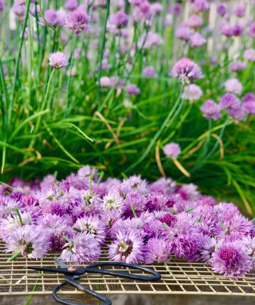 chives