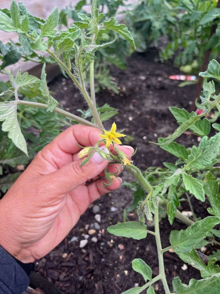 A Guide to Growing Tomatoes: From Seed to Harvest A Guide to Growing Tomatoes: From Seed to Harvest Just Crumbs by Suzie Durigon
