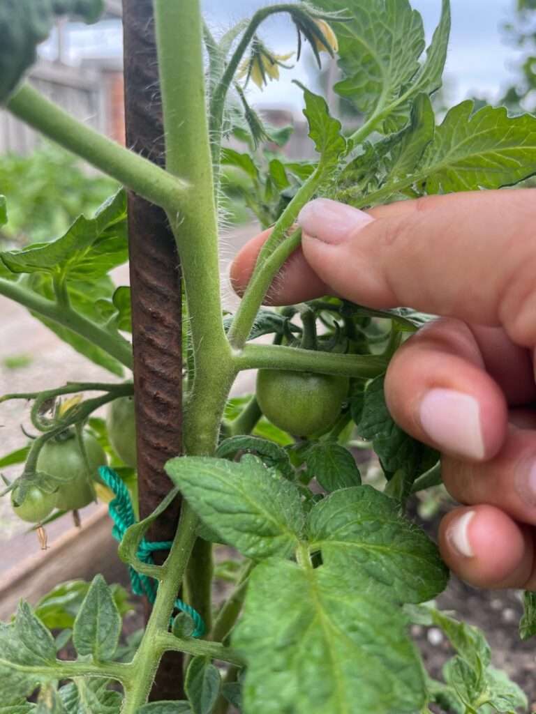 A Guide to Growing Tomatoes: From Seed to Harvest A Guide to Growing Tomatoes: From Seed to Harvest Just Crumbs by Suzie Durigon