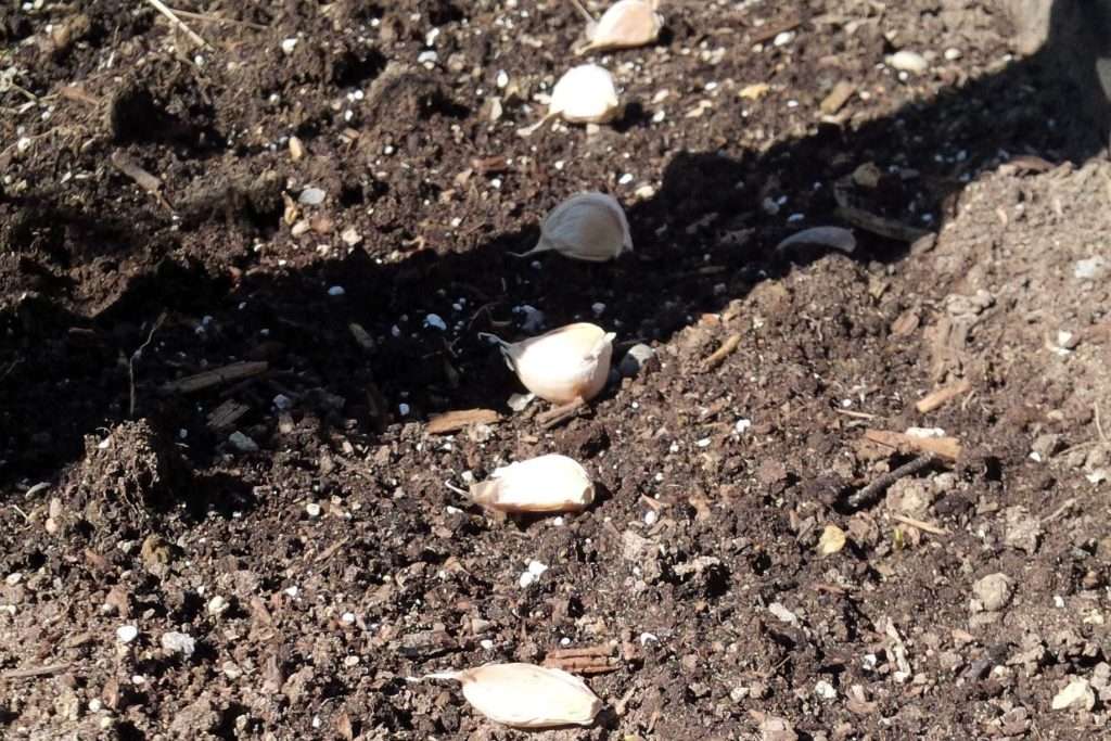 how to plant garlic