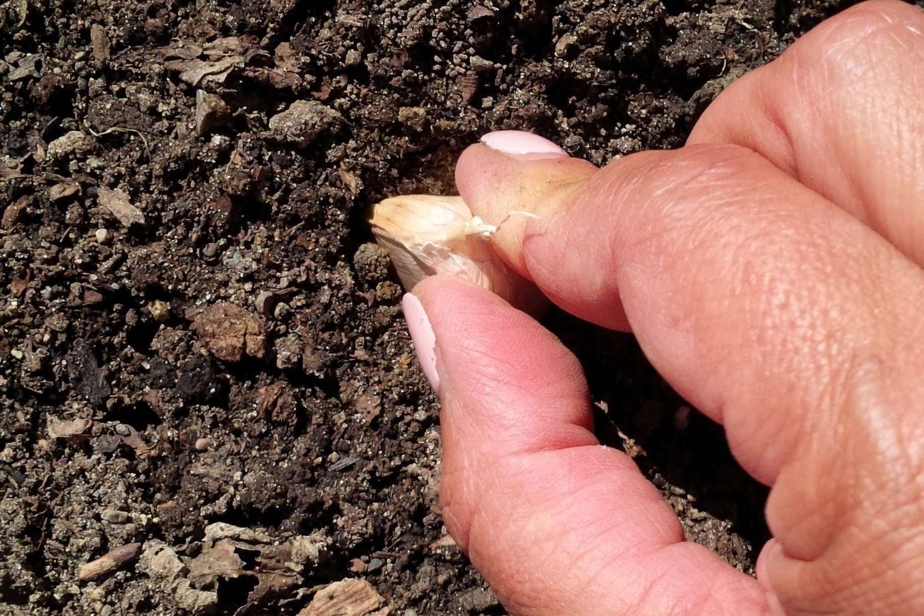 how to plant garlic